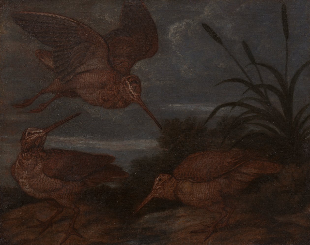 Woodcock o zmierzchu autorstwa Francis Barlow