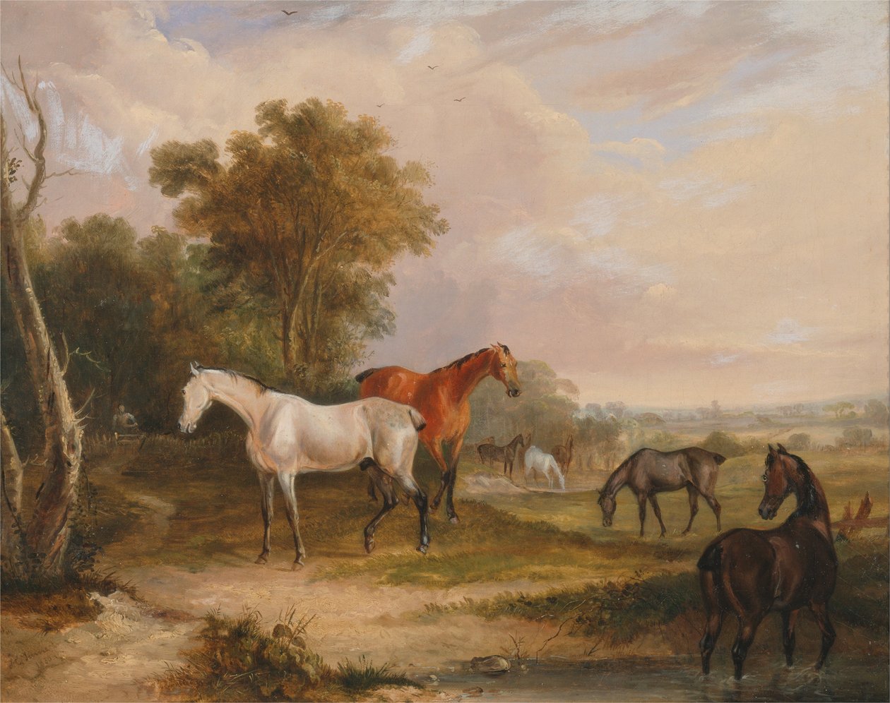 Pasące się konie: siwy ogier pasący się z klaczami na łące autorstwa Francis Calcraft Turner