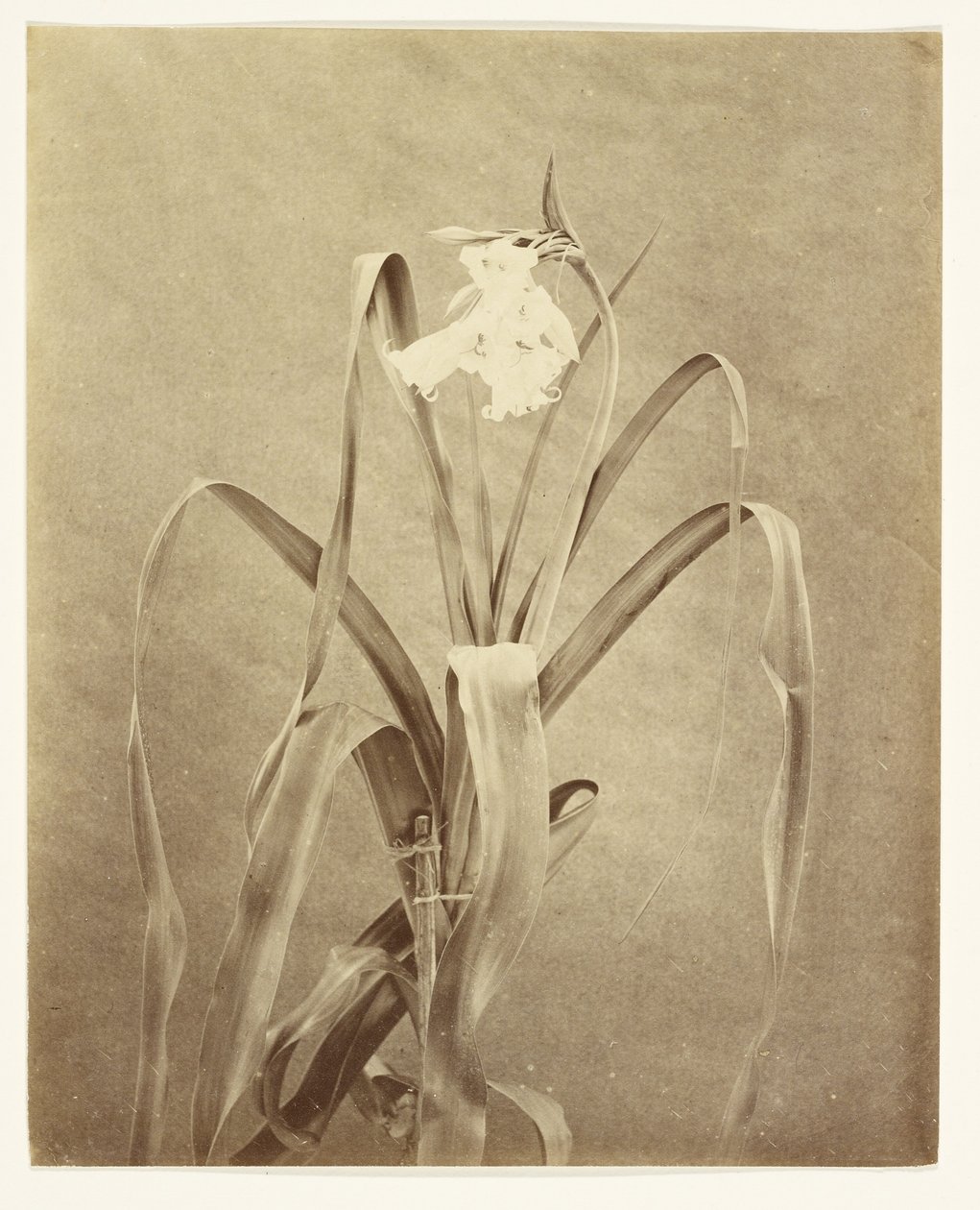 [Kwiaty] autorstwa Francis Edmond Currey
