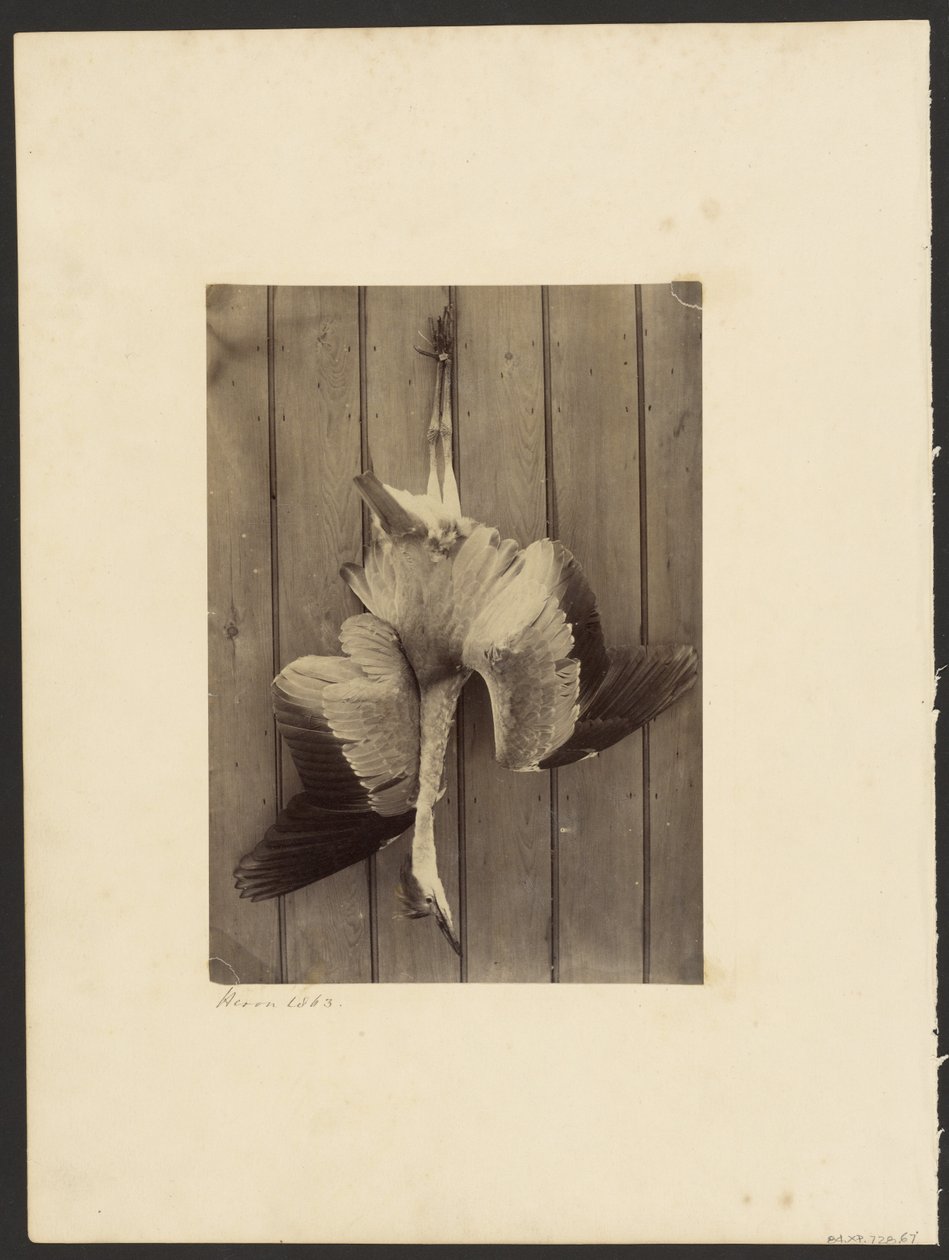 Czapla autorstwa Francis Edmond Currey