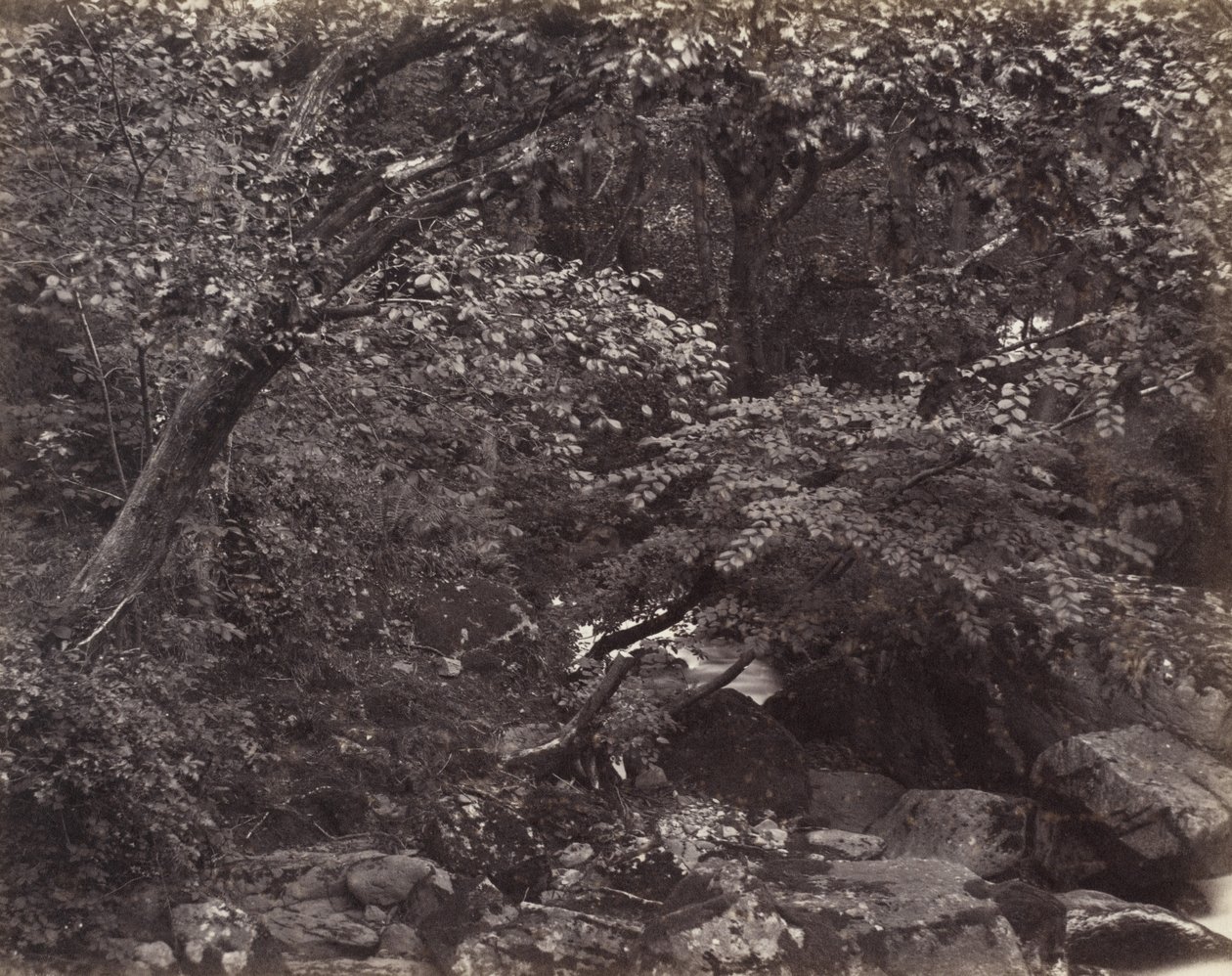 Glen w Lynmouth, lata 60. XIX wieku autorstwa Francis Frith