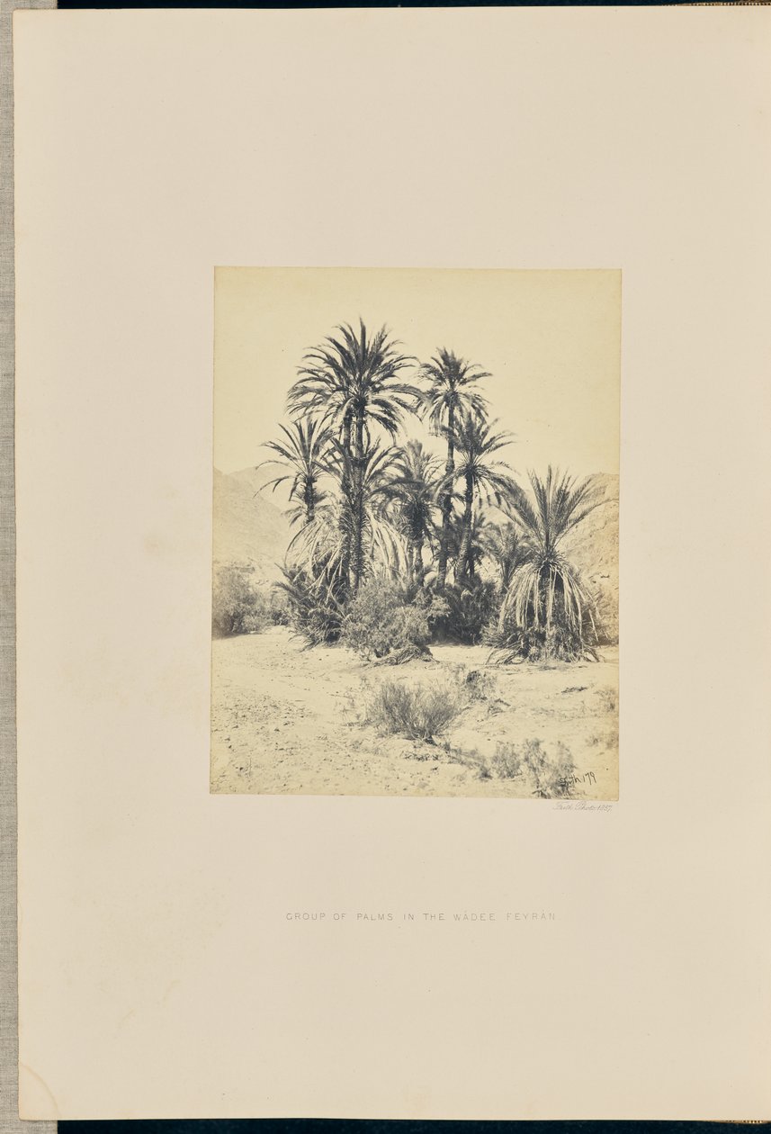 Grupa palm w Wadee Feyran autorstwa Francis Frith