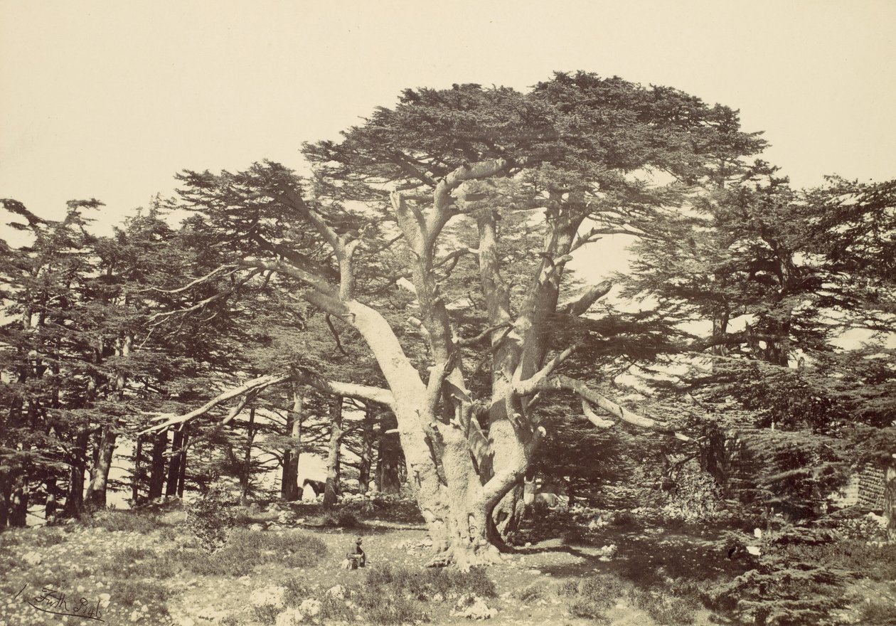 Największy z Cedrów, Góra Liban, 1857. autorstwa Francis Frith