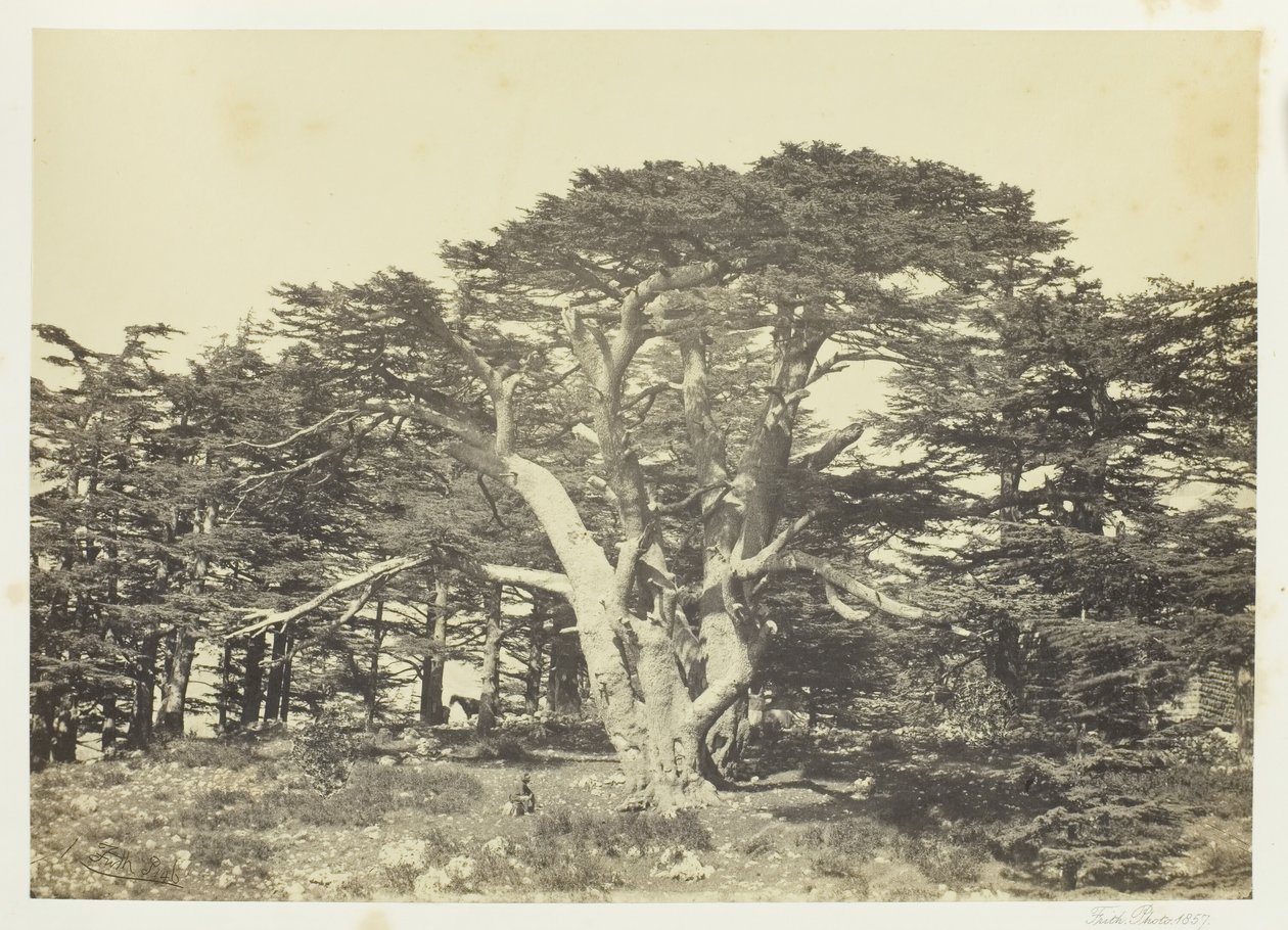 Największy z Cedrów, Góra Liban, 1857. autorstwa Francis Frith