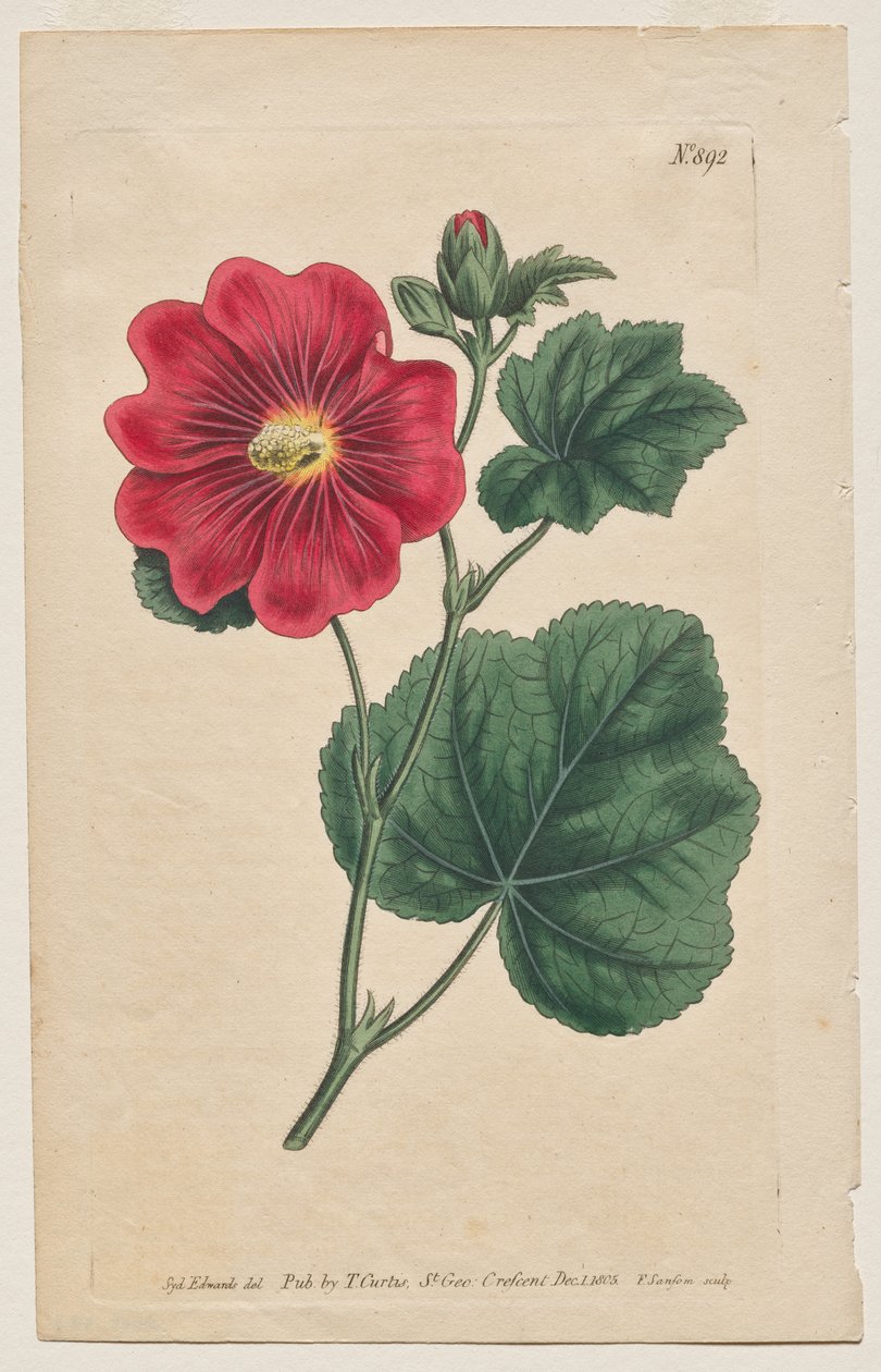 Magazyn botaniczny lub ogród kwiatowy Wyświetlane: Talerz 892, Althaea Flexuosa. Seringapatam Malwa. [Althea rosea] autorstwa Francis Sansom