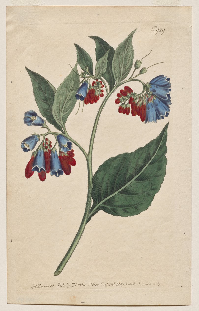 Magazyn botaniczny lub ogród kwiatowy Wyświetlane: Tabliczka 929, Symphyum Asperrim. Żywokost Kolczasty. [Symphytum asperum] autorstwa Francis Sansom