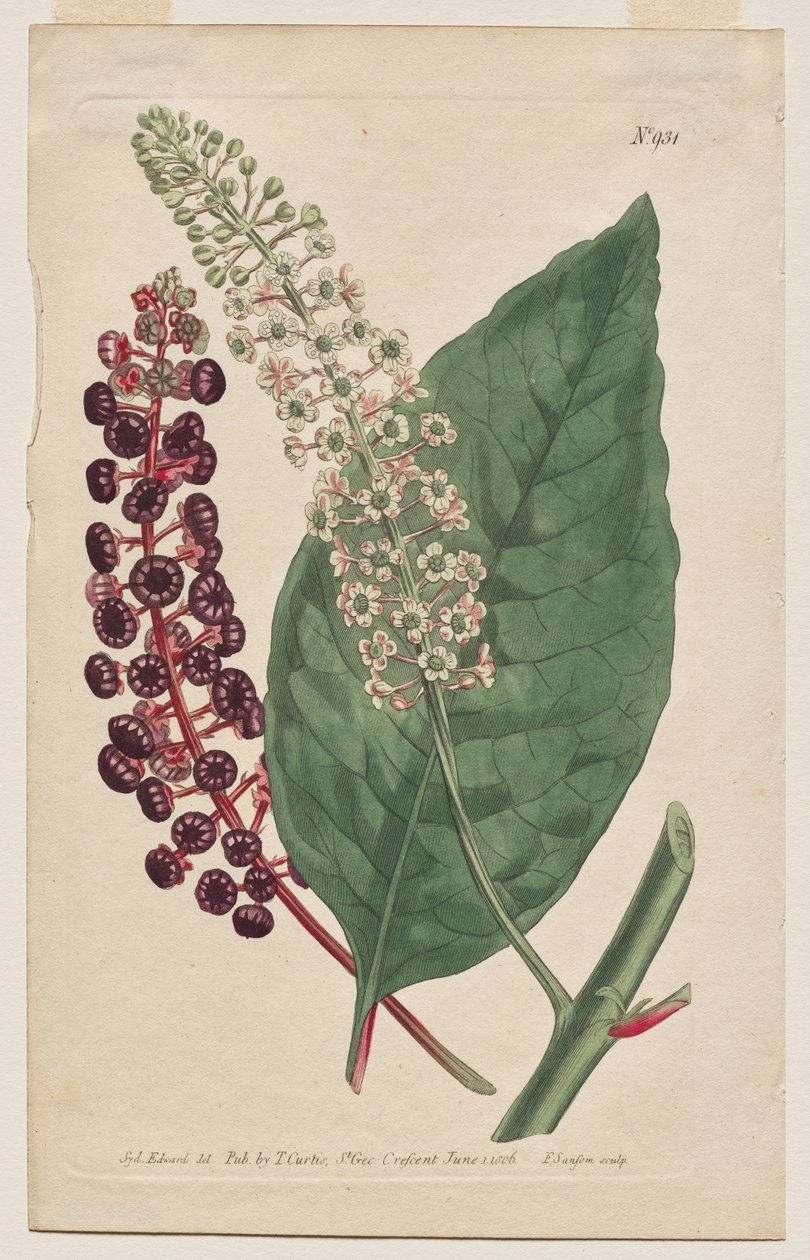 Magazyn botaniczny lub ogród kwiatowy Wyświetlane: Talerz 931, Phytolacca Decandra. Wirgińska Poke. [Phytolaca Americana] autorstwa Francis Sansom