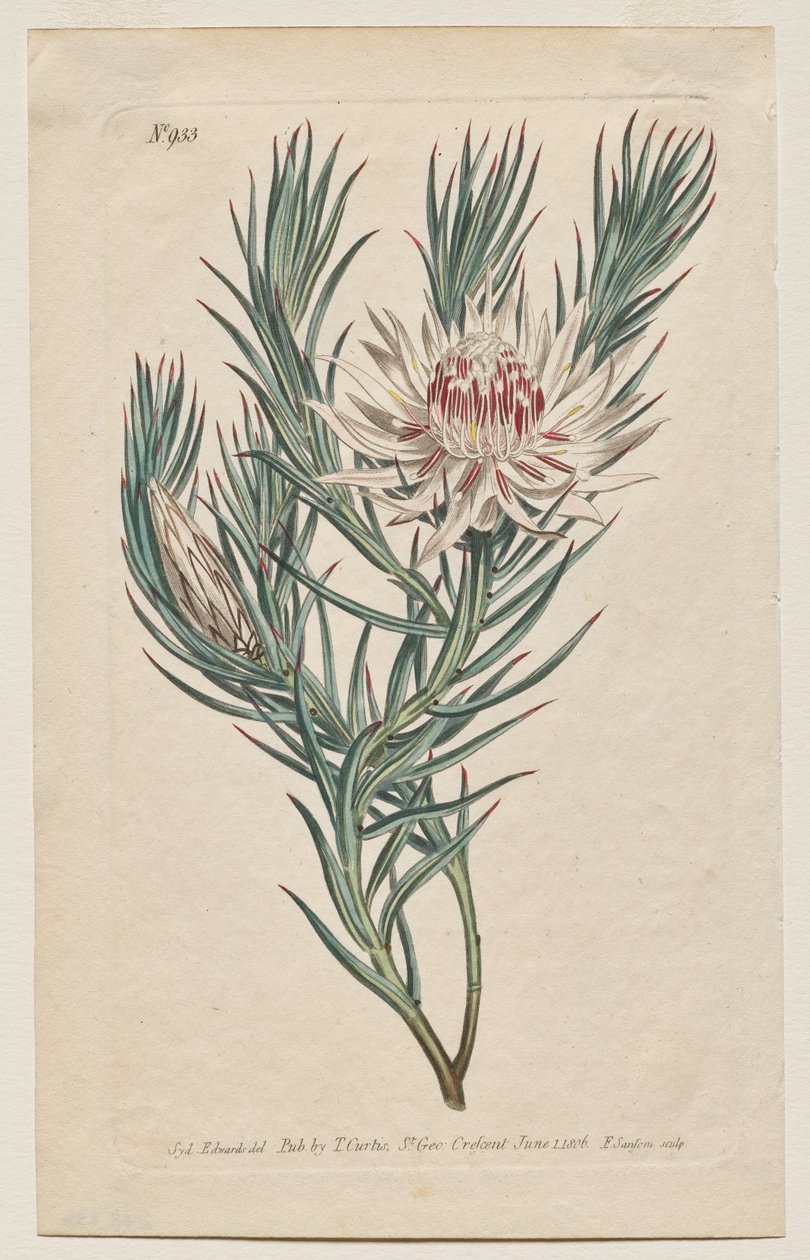 Czasopismo Botaniczne lub Ogród Kwiatowy Wyświetlane: Talerz 933, Protea mucronifolia. Protea ze sztyletem. [Protea zapachowa] autorstwa Francis Sansom