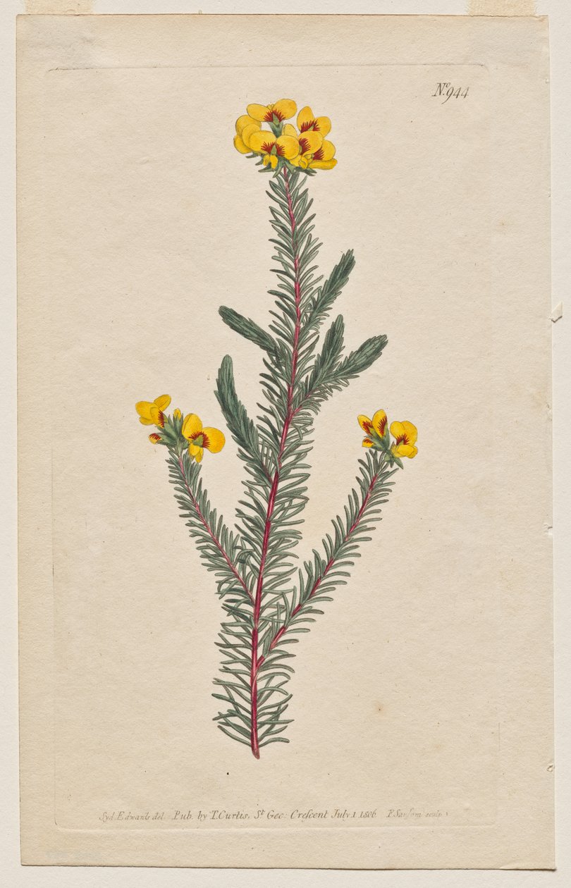 Magazyn botaniczny lub ogród kwiatowy Wyświetlane: Tablica 944, Dillwynia glaberrima. Dillwynnia gładkolistna. [Dillwynia ericifolia gaberrima] autorstwa Francis Sansom