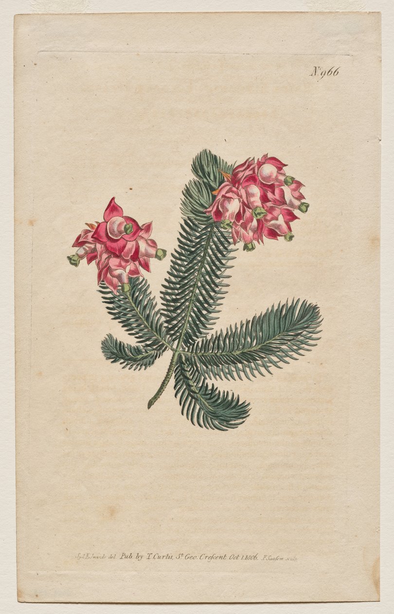 Magazyn botaniczny lub ogród kwiatowy Wyświetlane: Tablica 966, Erica Elegans. Elegancki Heath [Erica glauca] autorstwa Francis Sansom