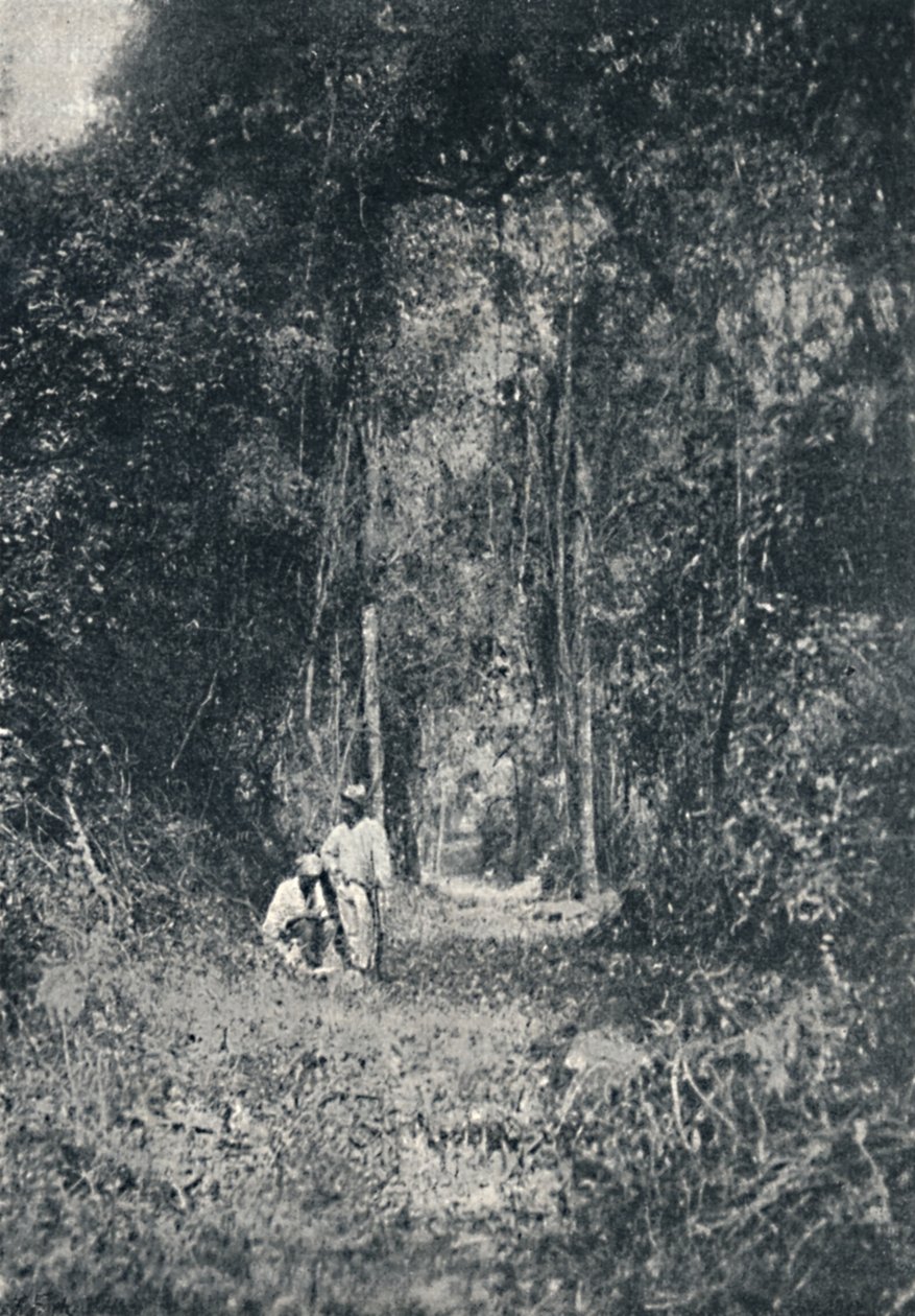 Autostrada Alto Parana, 1895 autorstwa Francisco Henszler