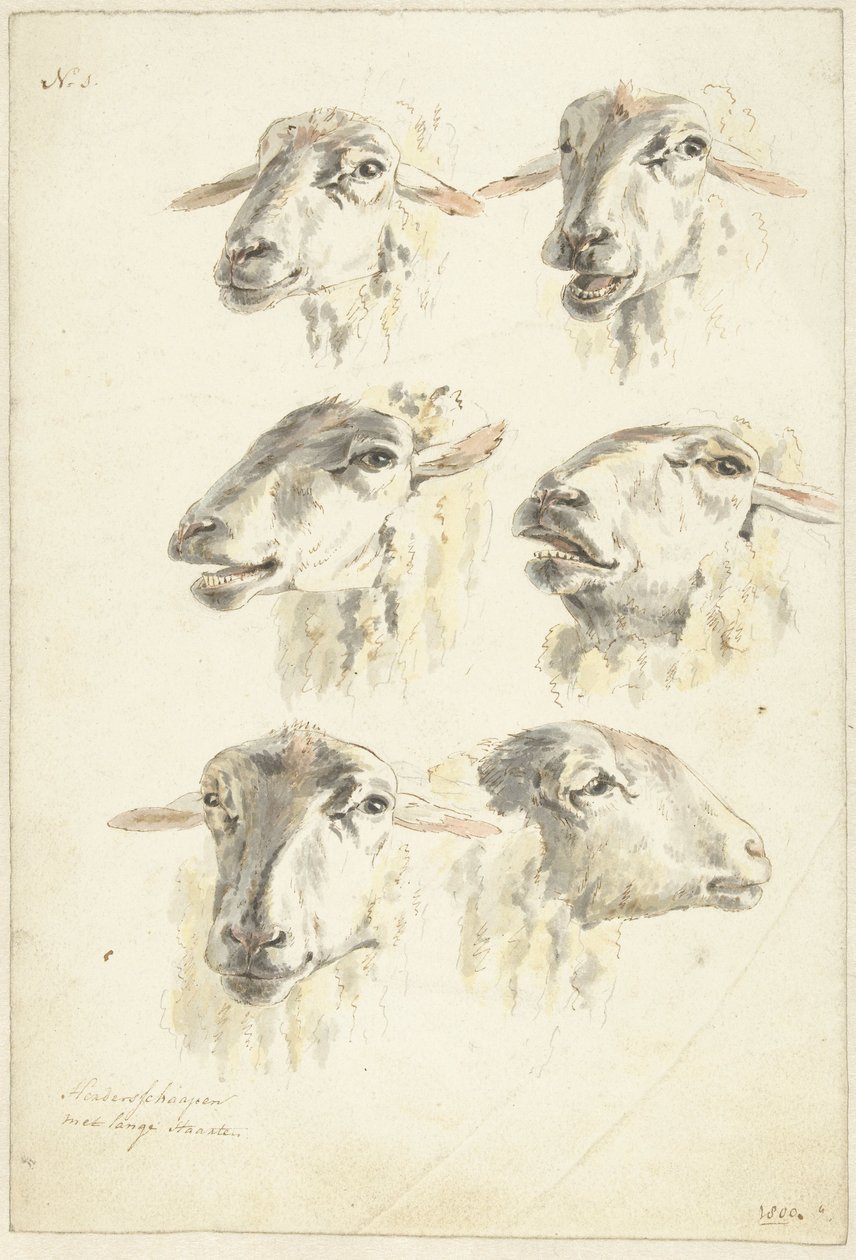 Arkusz do nauki z sześcioma głowami owiec autorstwa Franciscus Andreas Milatz (attributed to)