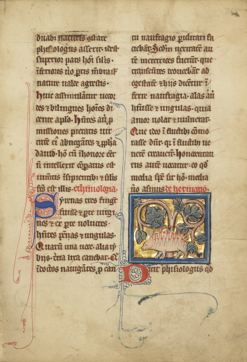 Jeż z bestiariusza Pani Ludwig XV 4, fol. 82, ok.1280-1300 (tempera, pióro i atrament, złoto płatkowe i farba na pergaminie) autorstwa Franco Flemish School