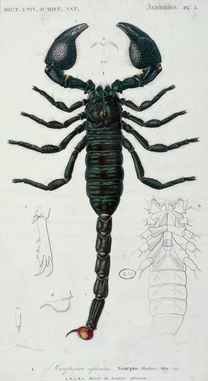 Skorpion afrykański (Scorpio) (kolor grawerowany) autorstwa Francois Le Vaillant