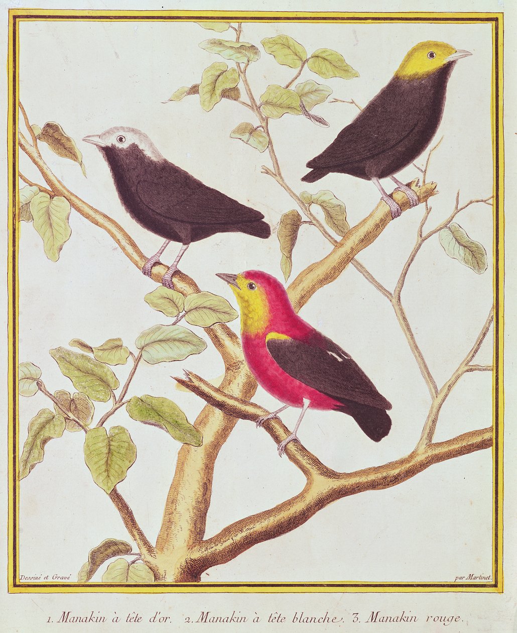 Manakins autorstwa Francois Nicolas Martinet
