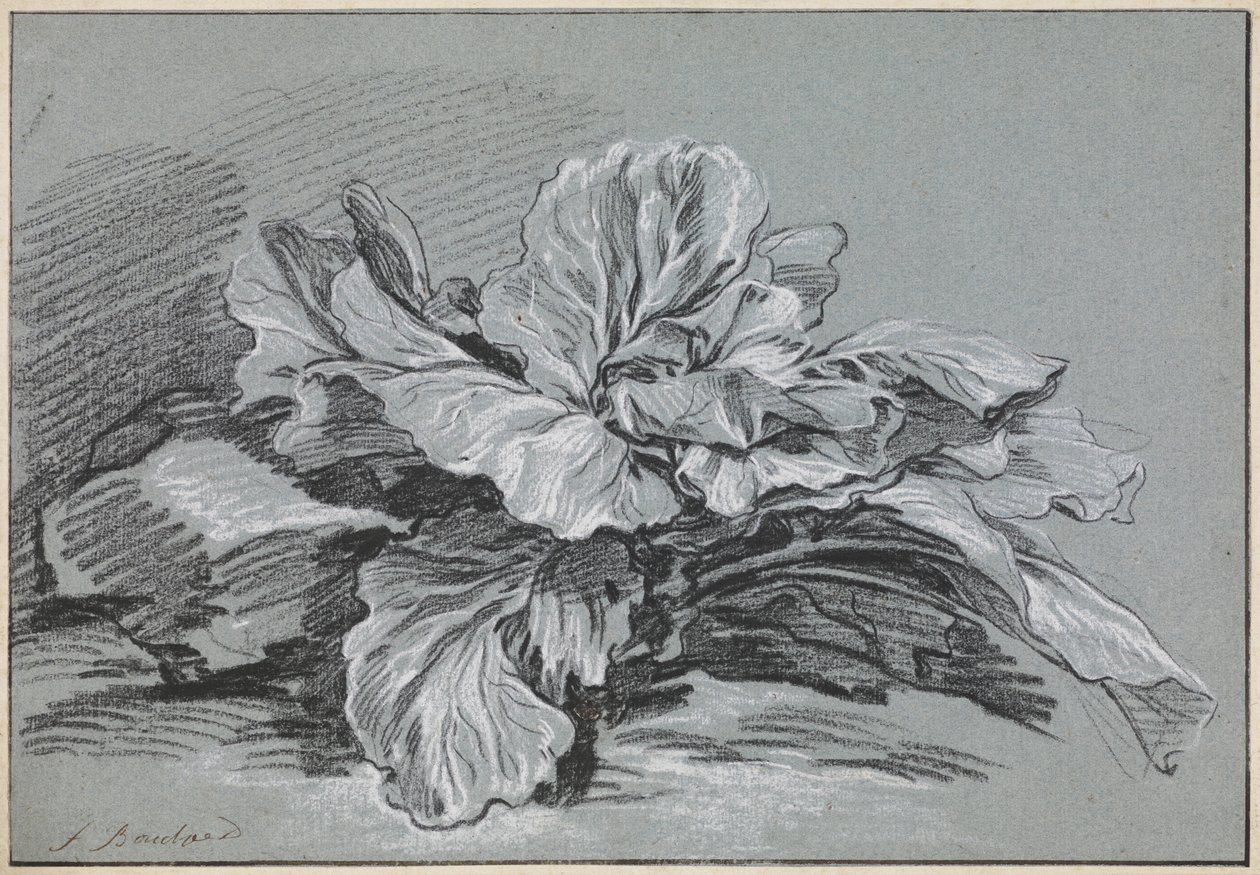 Analiza kapusty autorstwa François Boucher