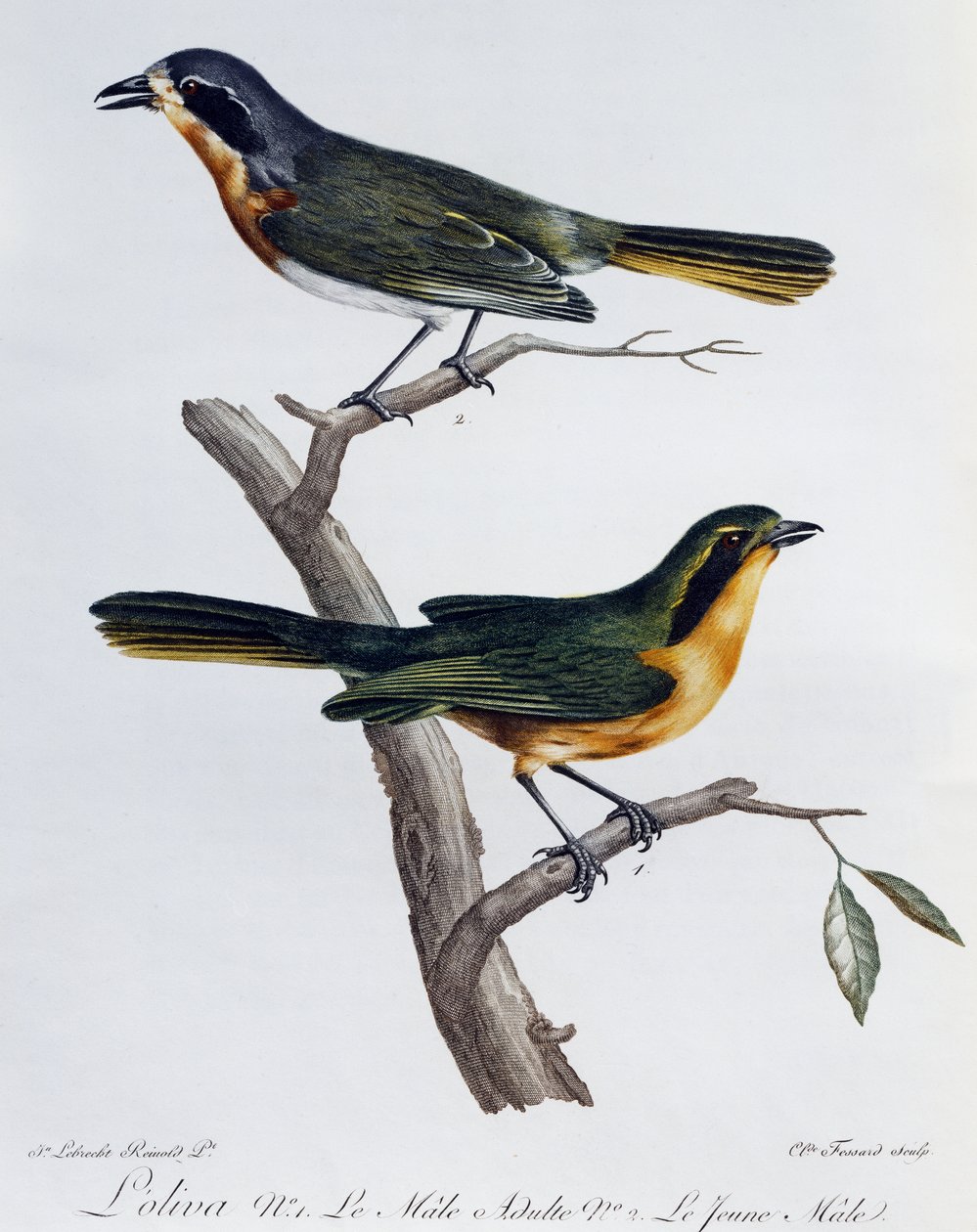 Dorosły samiec i młode gąsiorka oliwnego (Telophorus olivaceus), grawerowanie z Histoire Naturelle des Oiseaux d