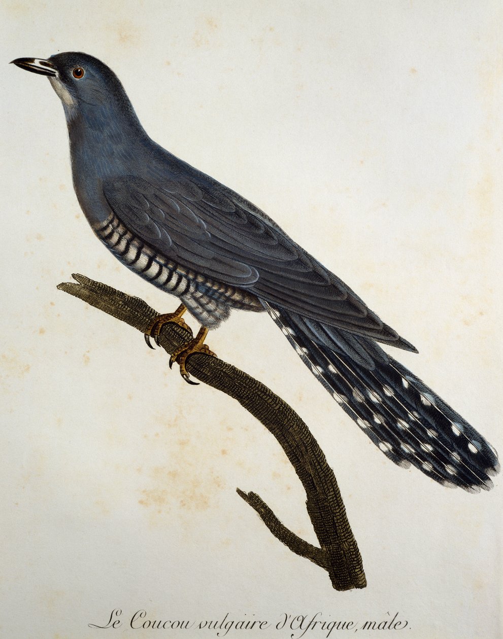 Kukułka afrykańska (Cuculus gularis), grawerowanie z Histoire Naturelle des Oiseaux d