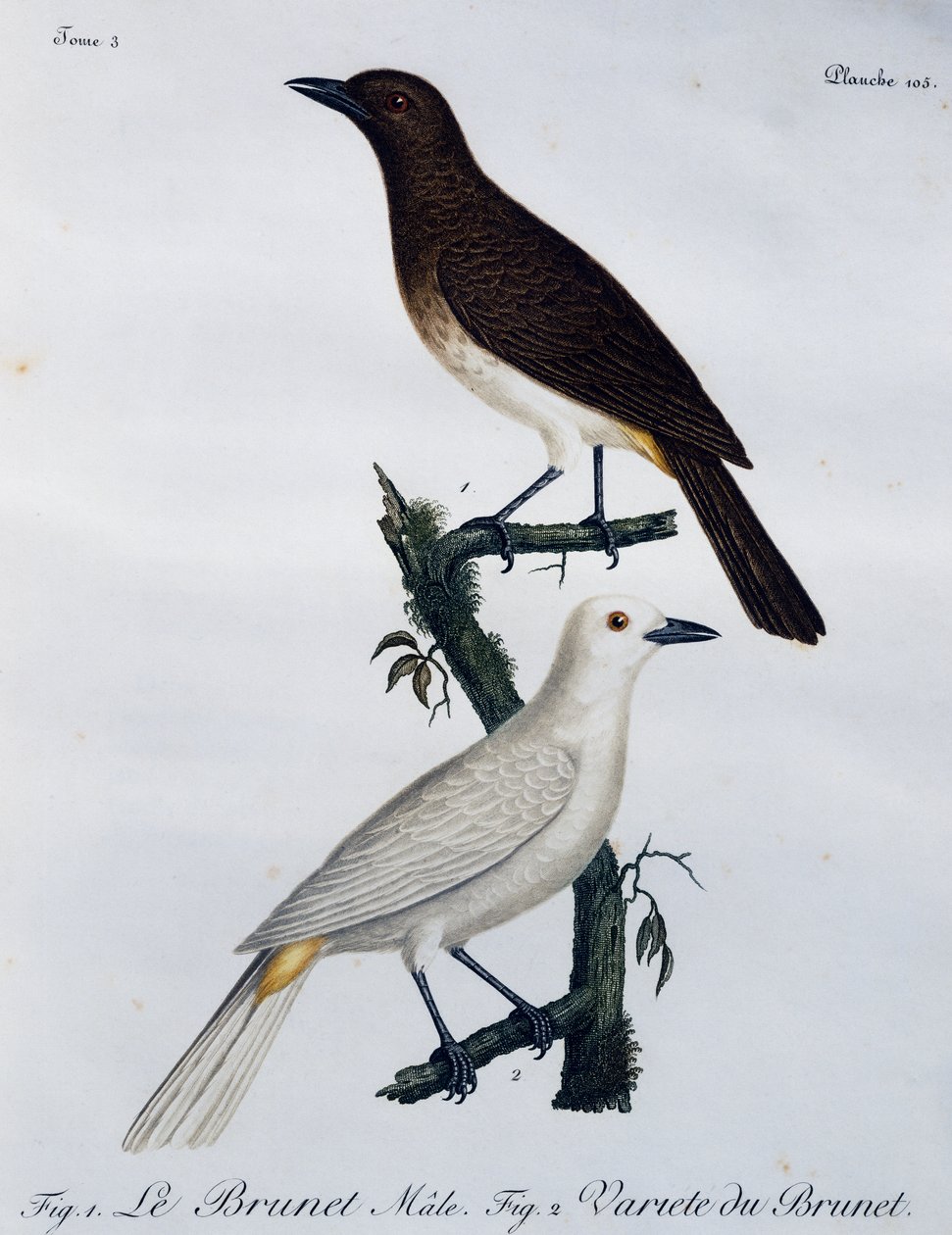 Afrykański bilbil czerwonooki (Pycnonotus nigricans), grawerowanie z Histoire Naturelle des Oiseaux d