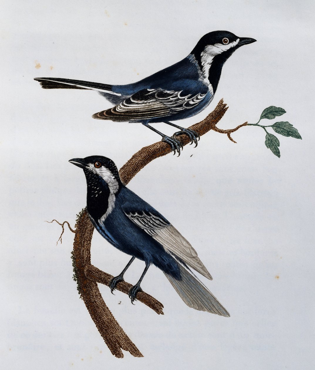 Sikora Jesionowa (Parus cinerascens), rycina z Historii Naturalnej Ptaków Afrykańskich autorstwa Francois Le Vaillant