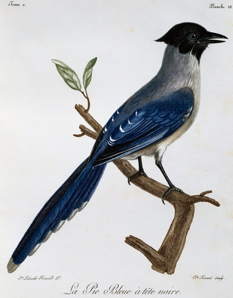 Sroka lazurowa (Cyanopica cyanus), grawer z Historii naturalnej ptaków afrykańskich autorstwa Francois Le Vaillant
