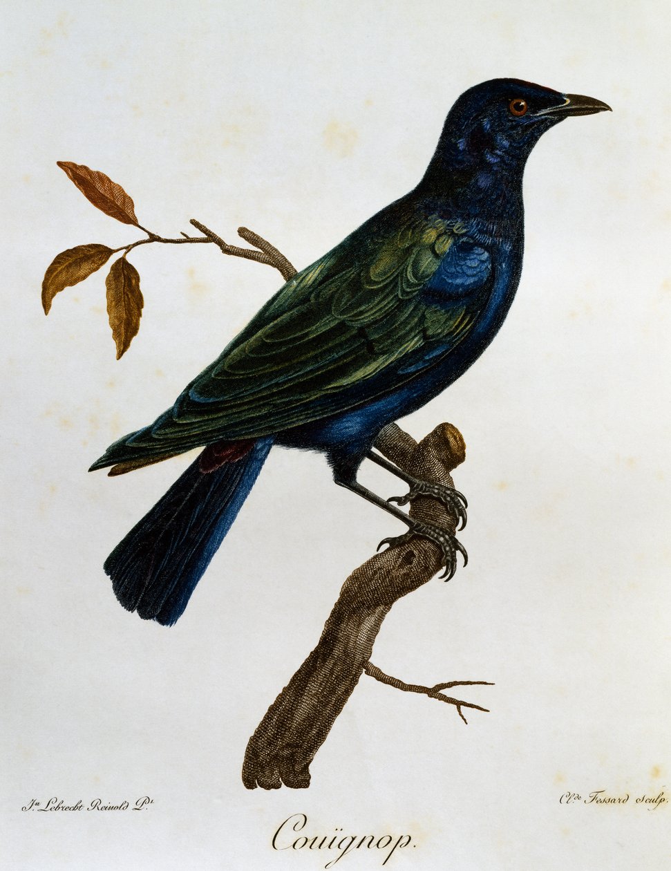 Black-bellied Glossy-Starling (Lamprotornis corruscus), grawerowanie z Histoire Naturelle des Oiseaux d