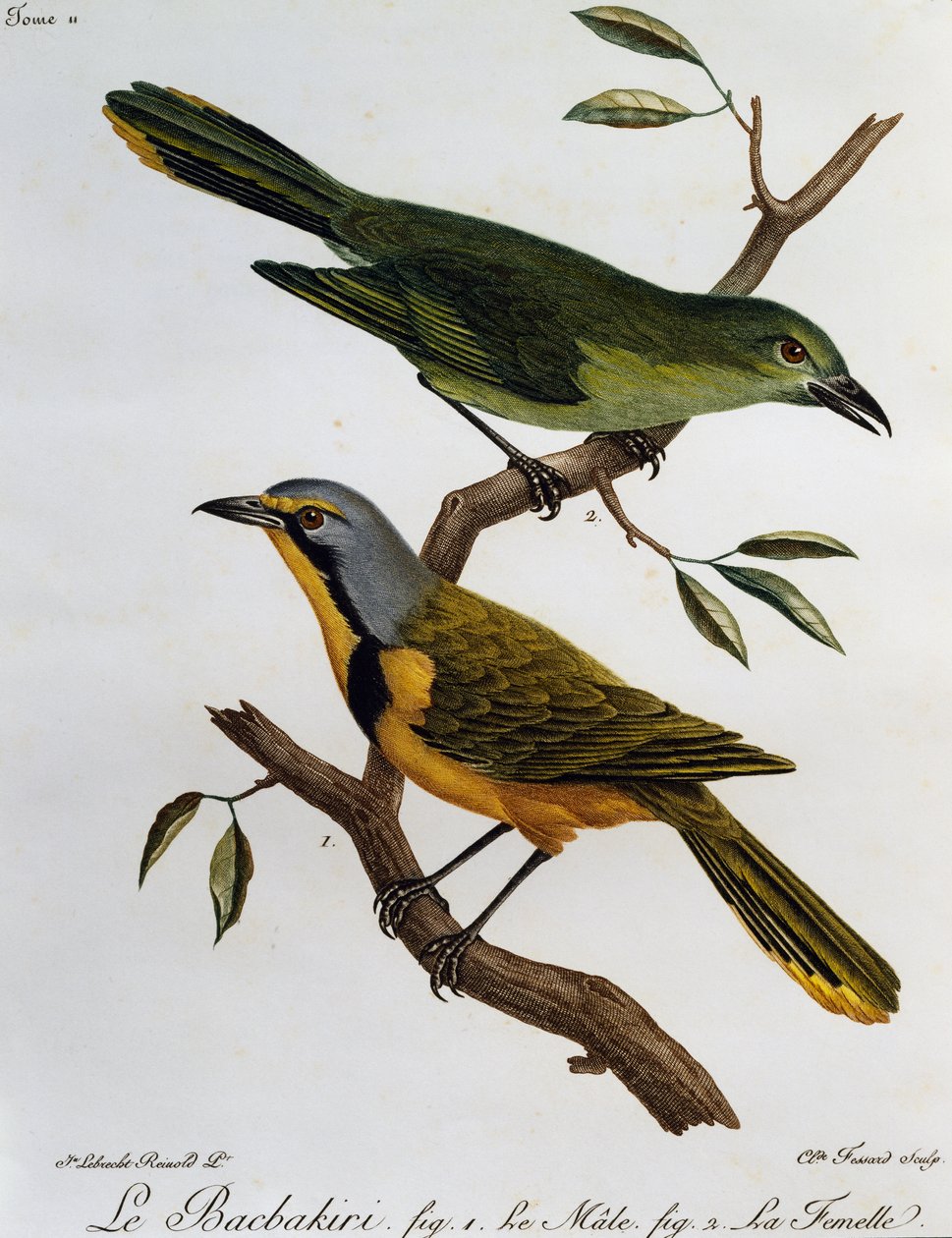 Bokmakierie Bushshrike (Telophorus zeylonus), rycina z historii naturalnej ptaków afrykańskich autorstwa Francois Le Vaillant