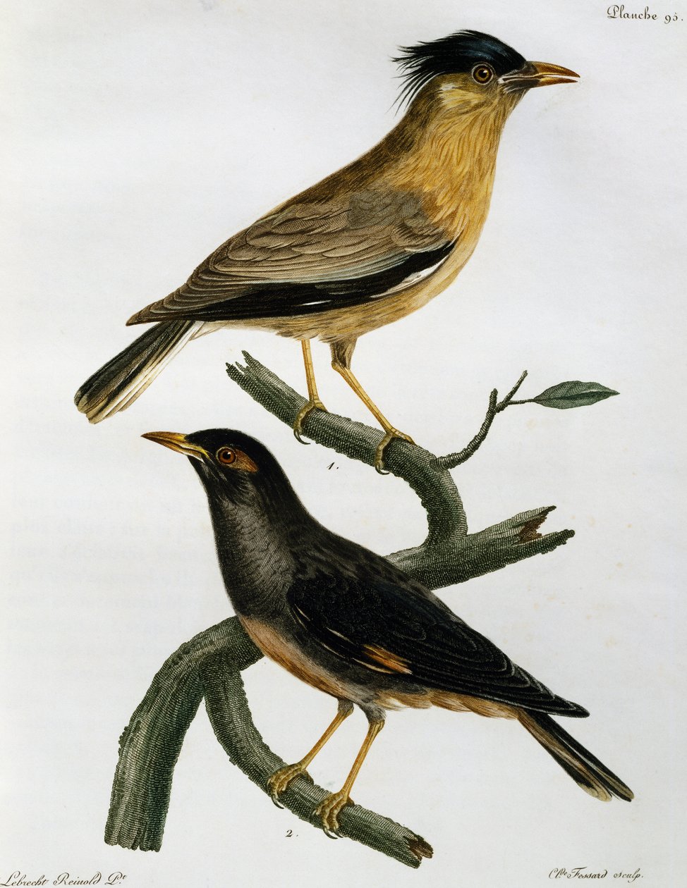 Brahminy Starling (Sturnus pagodarum) i poniżej Bank Myna (Acridotheres ginginianus), grawerunek z Histoire Naturelle des Oiseaux d