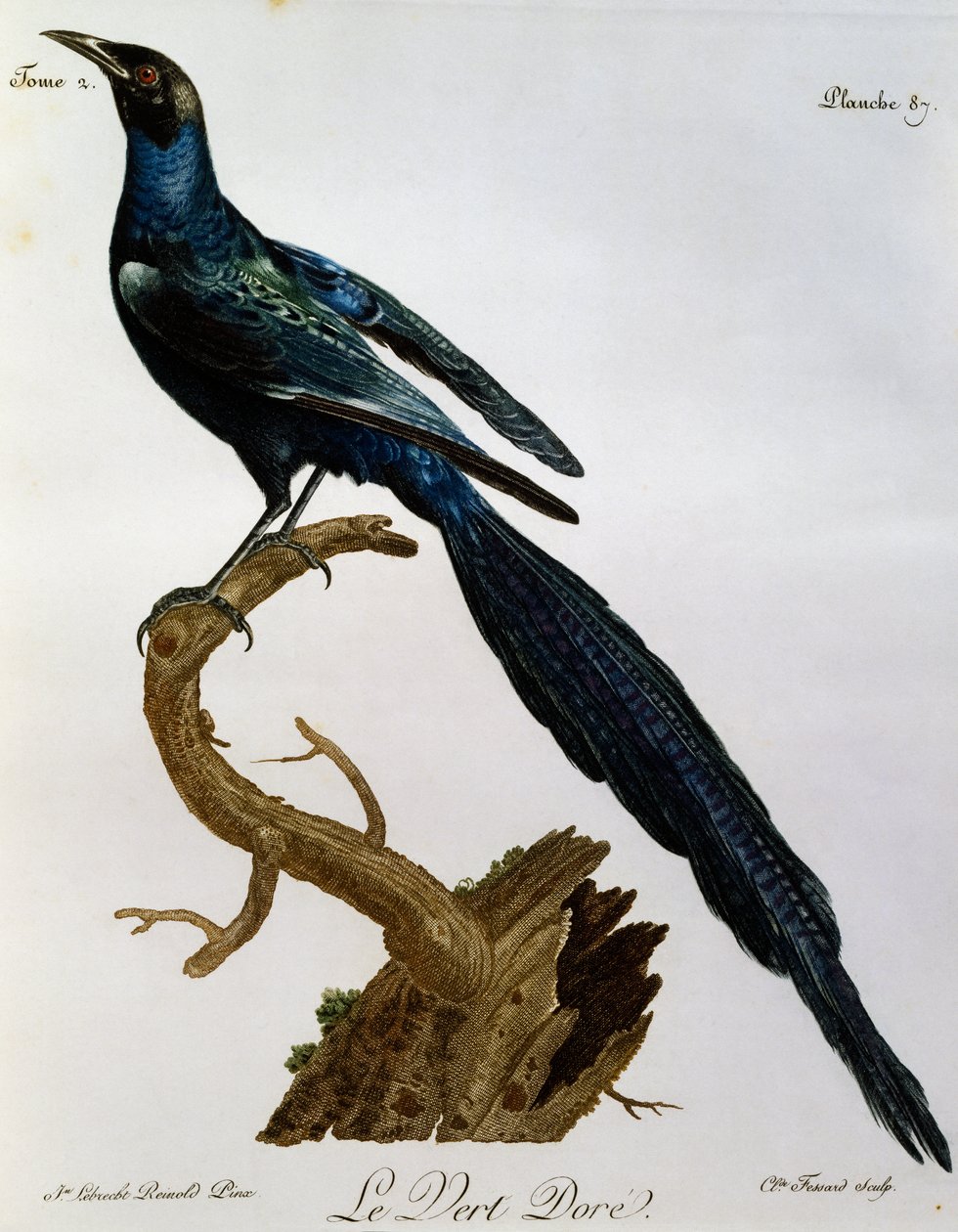 Błyszczący-Starling Burchella (Lamprotornis australis), grawerowanie z Histoire Naturelle des Oiseaux d