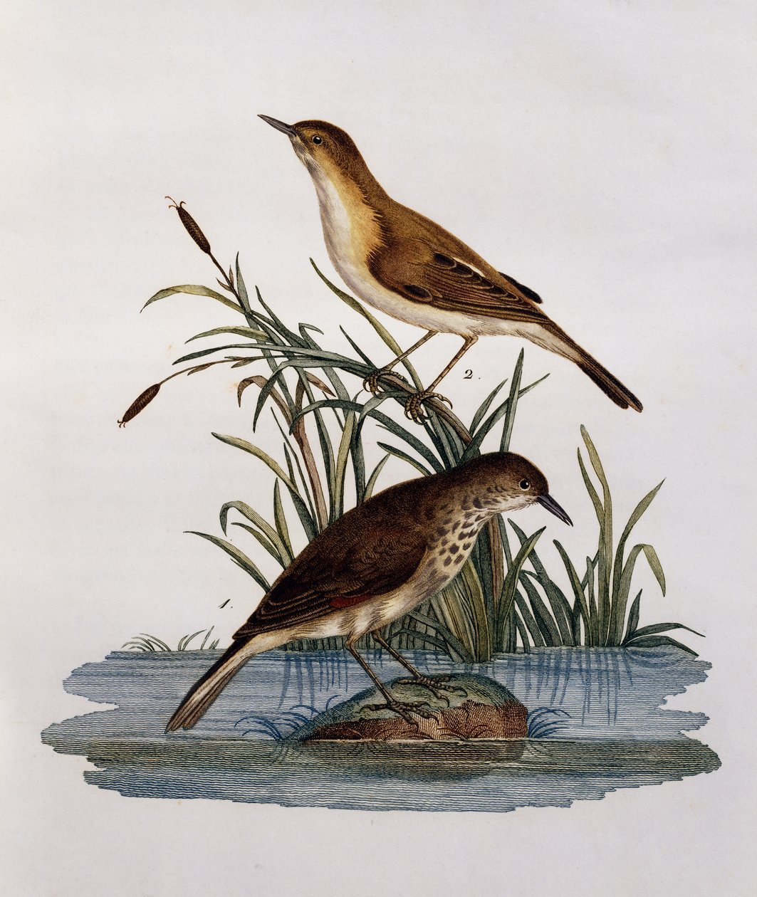 Cagueteuse i Lisabelle, rycina z Histoire Naturelle des Oiseaux d