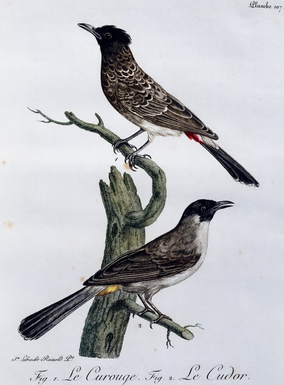 Przylądek Bulbul (Pycnonotus capensis) i poniżej Garden Bulbul (Pycnonotus barbatus), grawerowanie z Histoire Naturelle des Oiseaux d