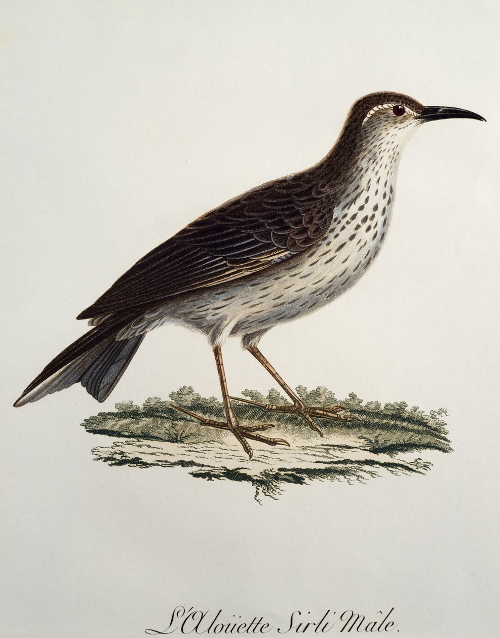 Samiec Cape Longbill (Certhilauda curvirostris), grawerowanie z Histoire Naturelle des Oiseaux d