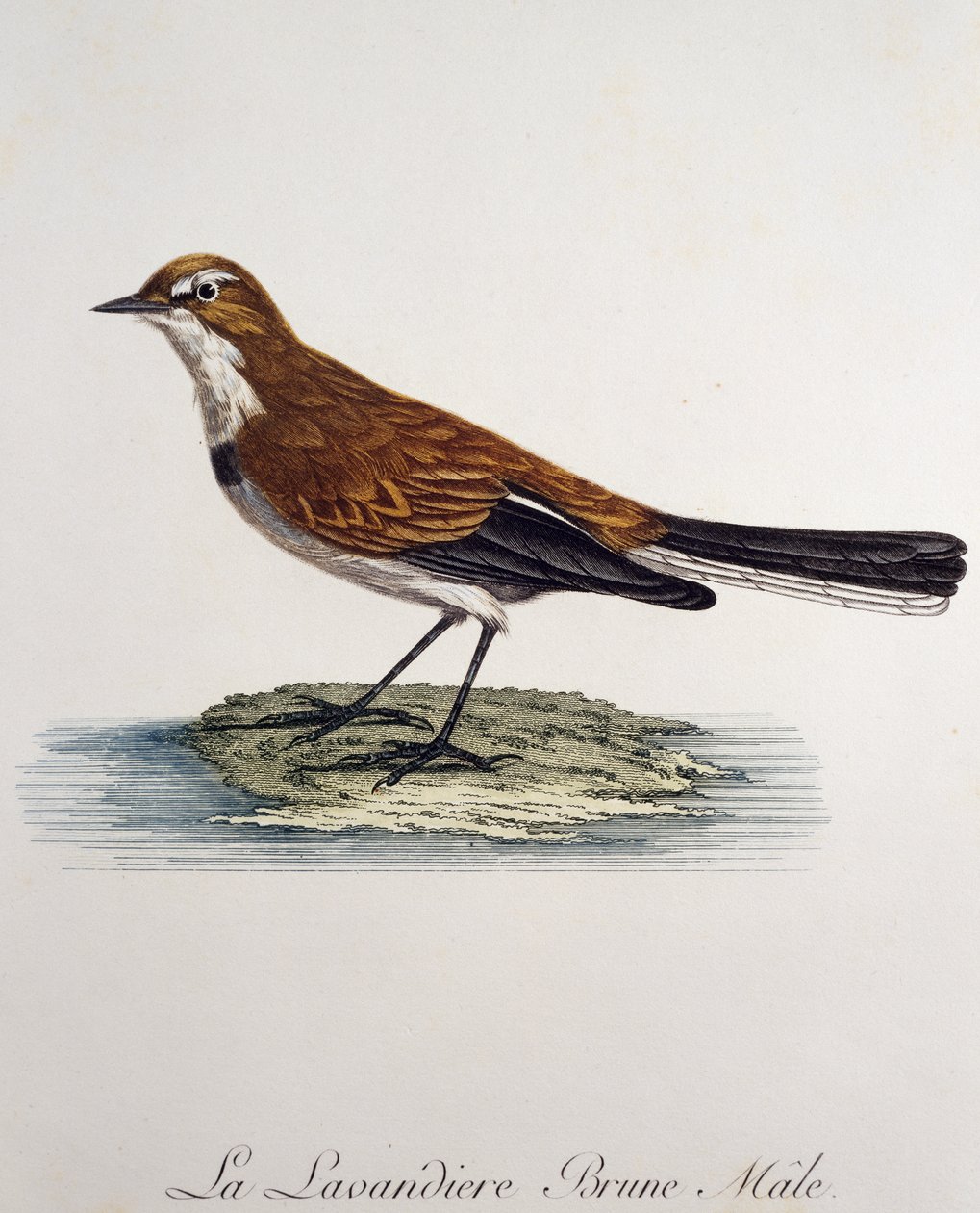 Mężczyzna Pliszka Przylądkowa (Motacilla capensis), grawerowanie z Histoire Naturelle des Oiseaux d