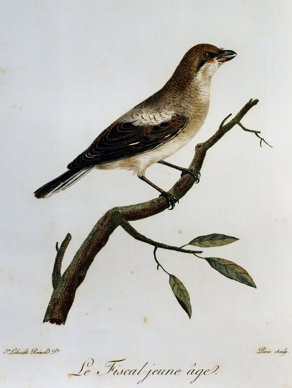 Pospolity Fiscal (Lanius collaris), grawerowanie z Historii Naturalnej Ptaków Afrykańskich autorstwa Francois Le Vaillant