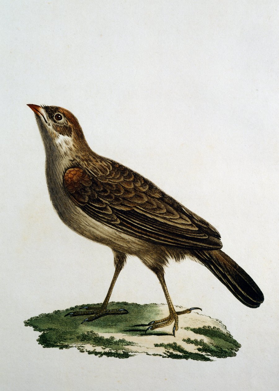 Kobieta kukułka , grawerowanie z Historii naturalnej ptaków Afryki autorstwa Francois Le Vaillant (1753-1824), Francja autorstwa Francois Le Vaillant
