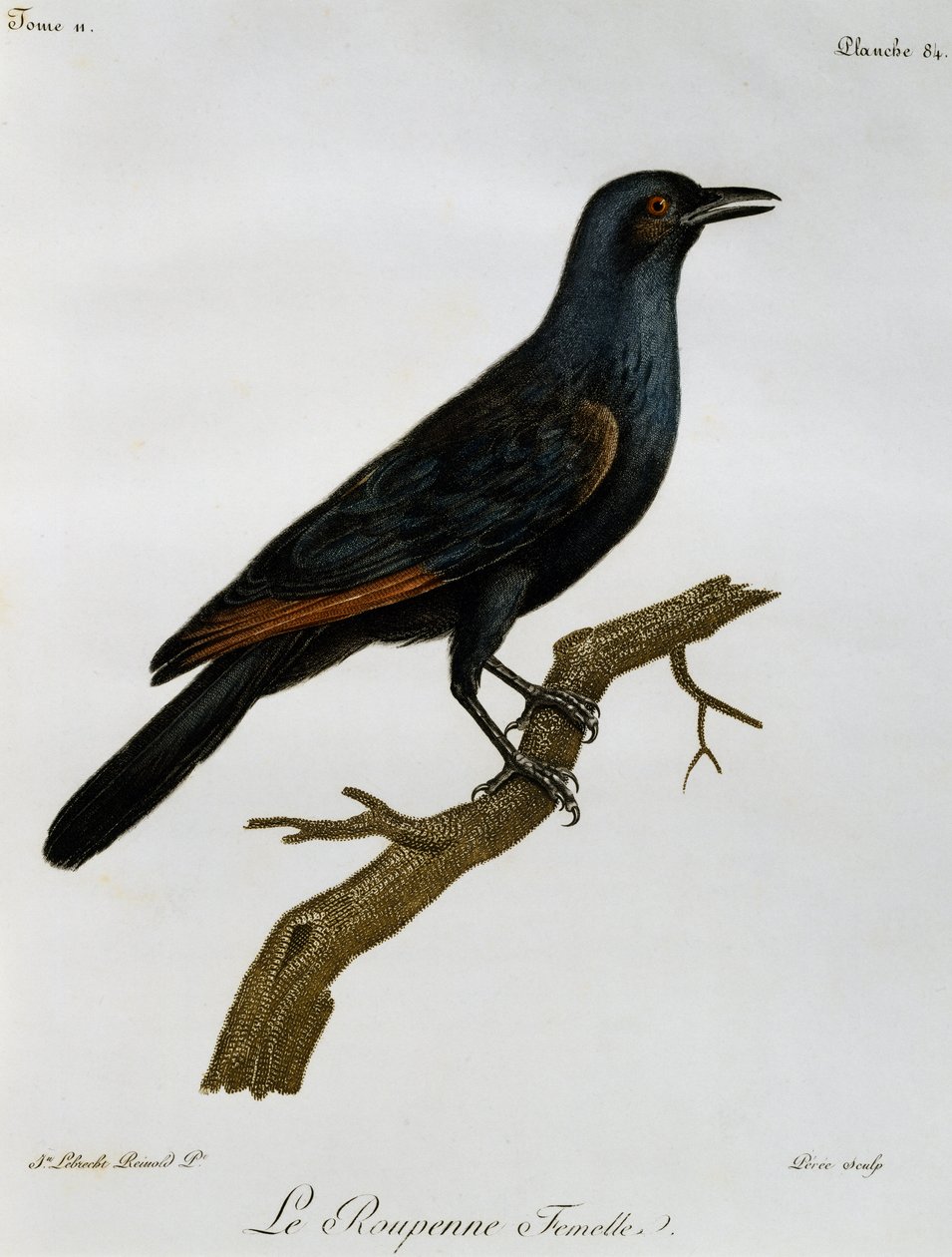 Kobieta czerwonoskrzydła szpak (Onychognathus morio), grawerowanie z Histoire Naturelle des Oiseaux d