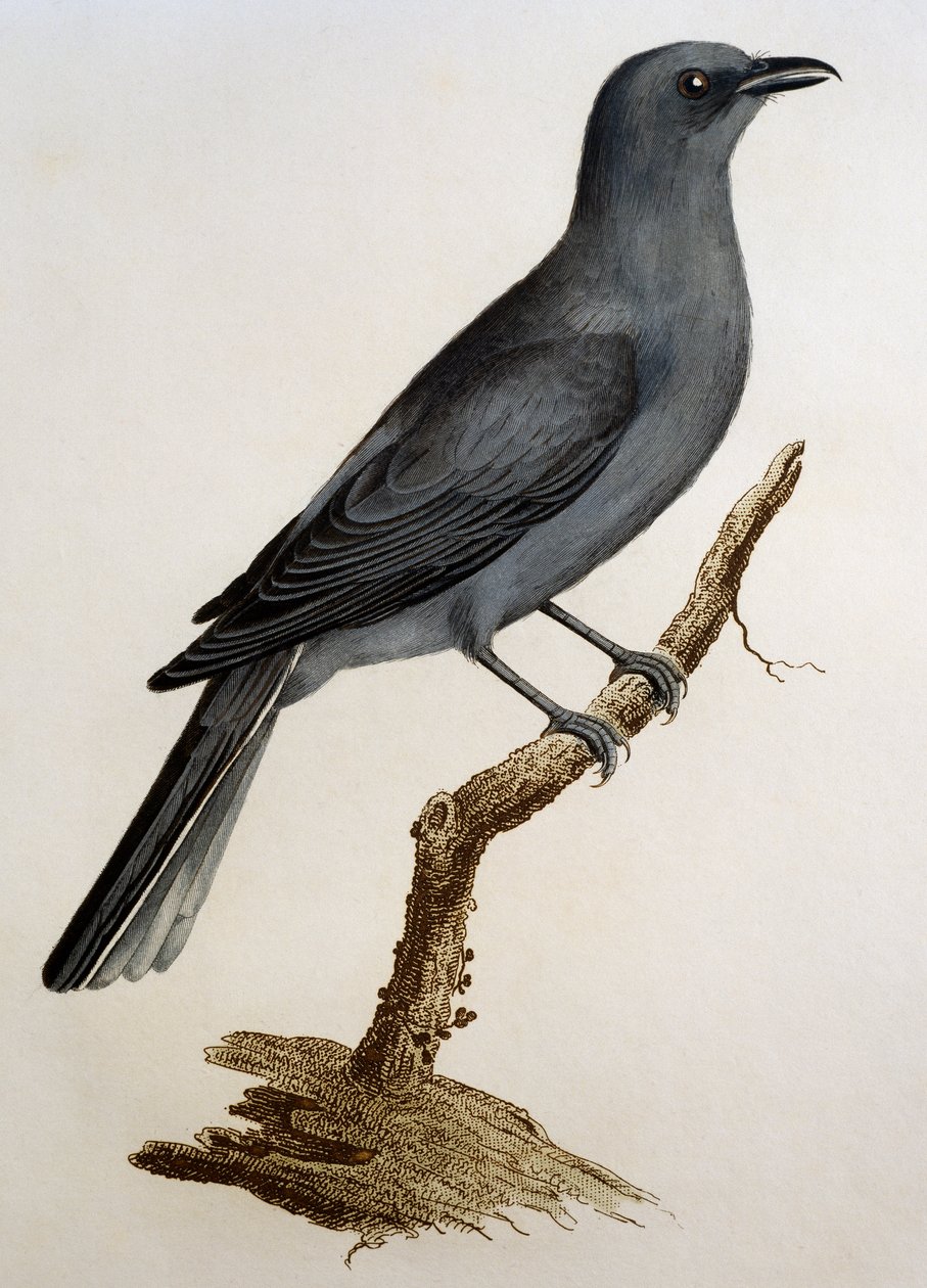 Szary kukułka (Coracina caesia), grawerowanie z Histoire Naturelle des Oiseaux d