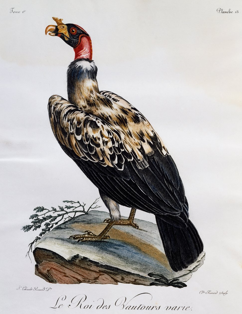 Sęp królewski (Sarcoramphus papa), rycina z Historii naturalnej ptaków afrykańskich autorstwa Francois Le Vaillant