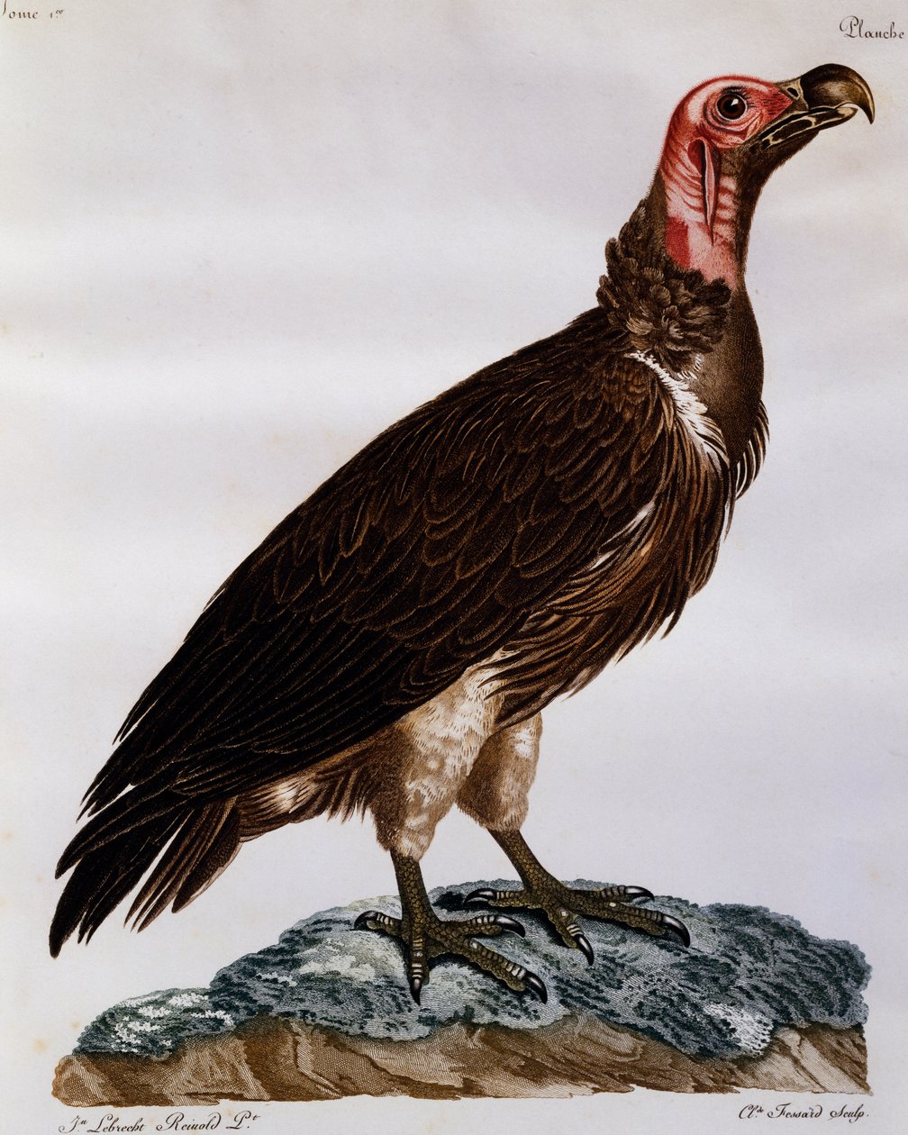 Sęp płowy (Torgos tracheliotos), grawerowanie z Historii Naturalnej Ptaków Afryki autorstwa Francois Le Vaillant