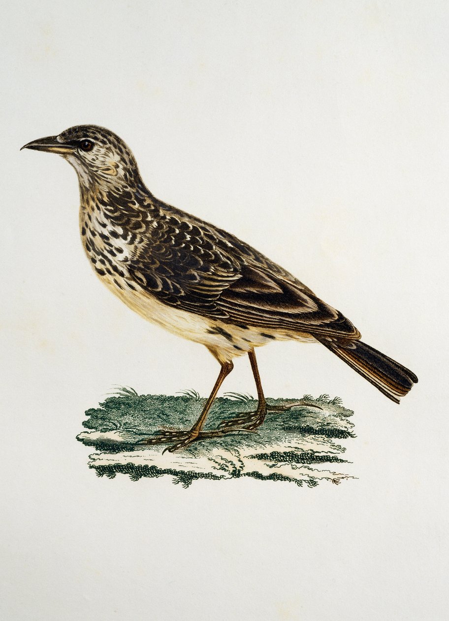 Skowronek wielkodzioby (Galerida magnirostris), grawerowanie z Histoire Naturelle des Oiseaux d