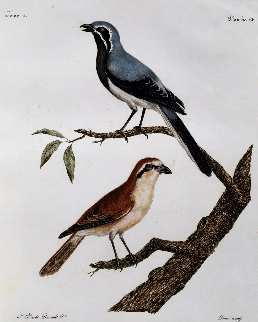 Le Pendeur et le Rousseau, rycina z Histoire Naturelle des Oiseaux d