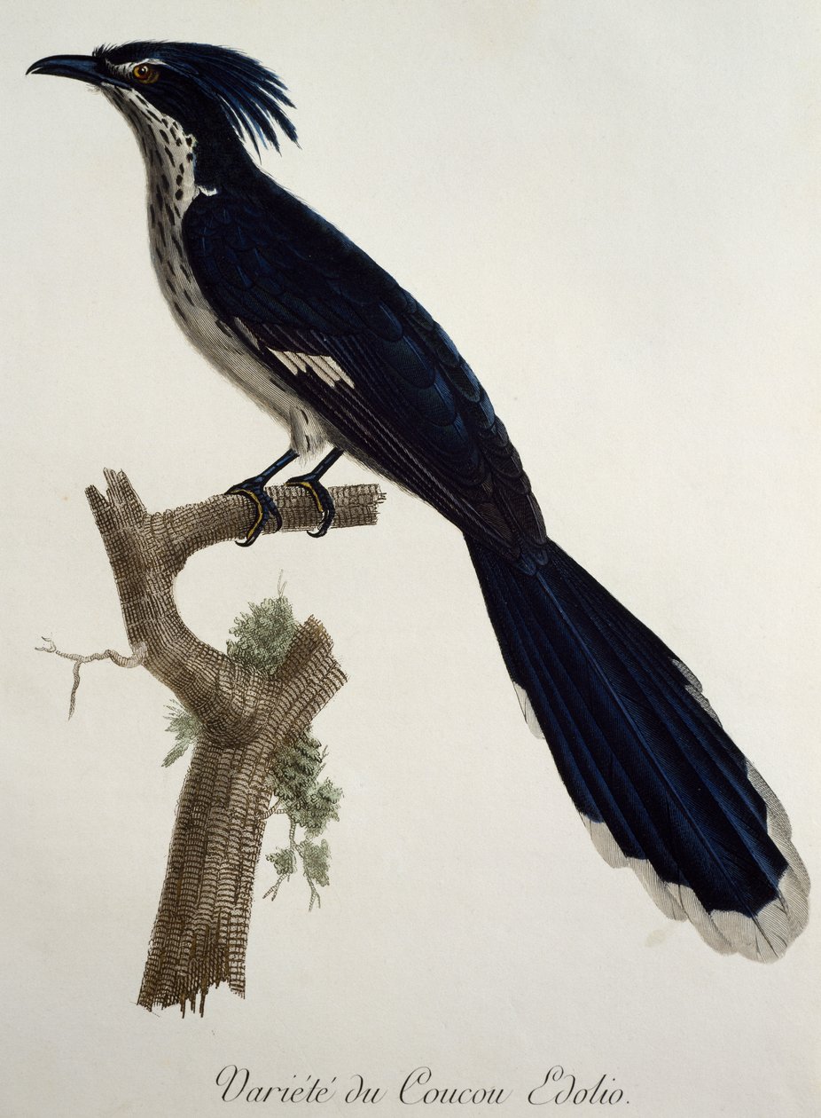 Kukułka Levaillanta (Clamator levaillantii), grawerowanie z Histoire Naturelle des Oiseaux d