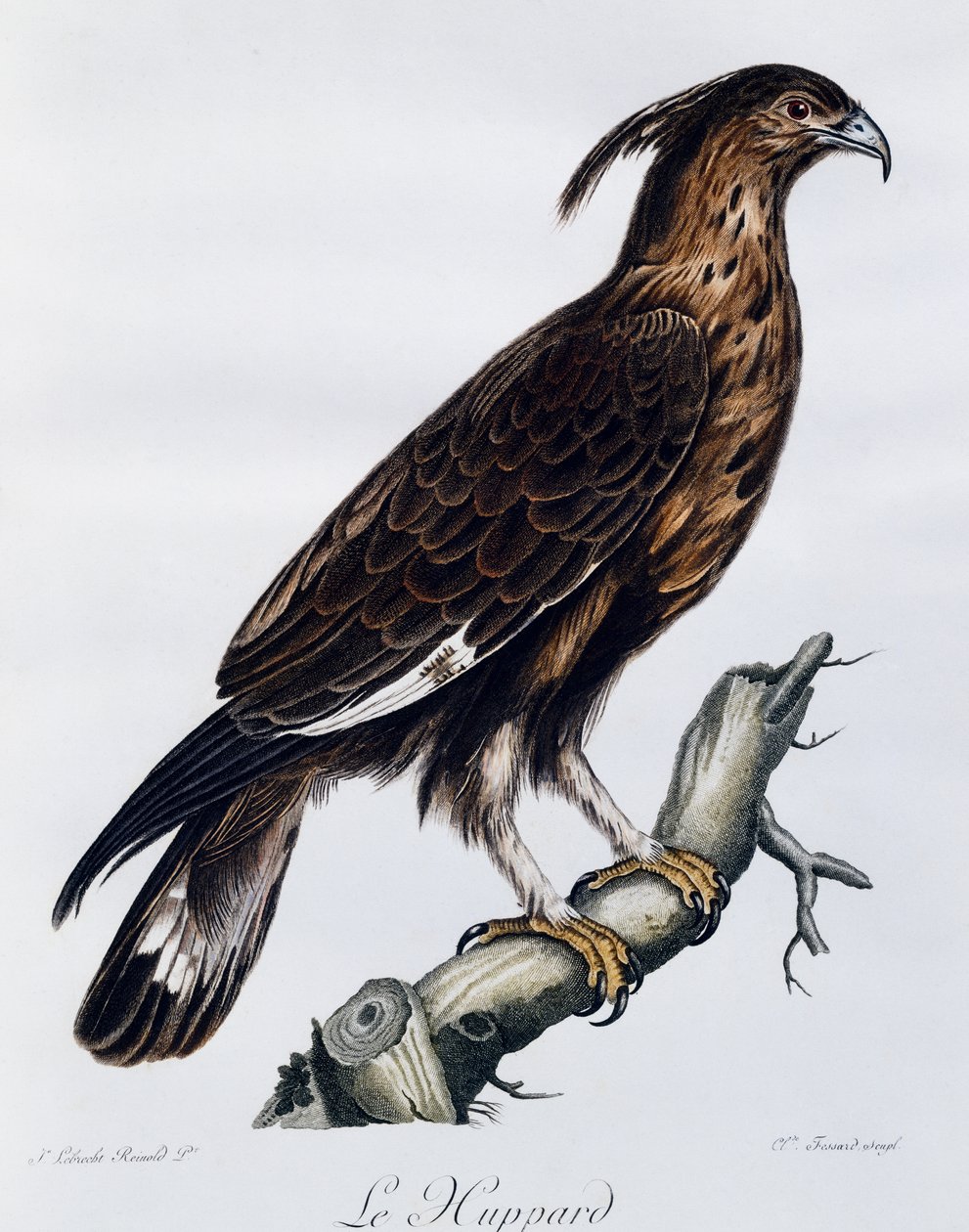 Orzeł długoczuby (Lophaetus occipitalis), grawer z Historii naturalnej ptaków Afryki autorstwa Francois Le Vaillant