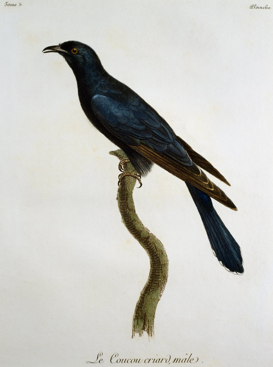 Mężczyzna czarna kukułka (Cuculus clamosus), grawerowanie z Histoire Naturelle des Oiseaux d