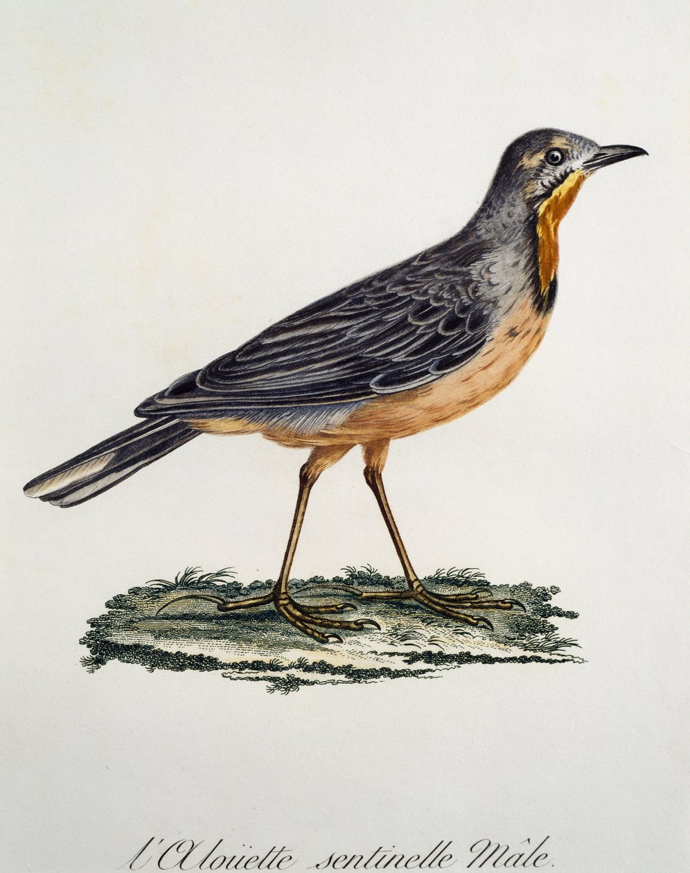 Mężczyzna Cape Longclaw (Macronyx capensis), grawerowanie z Histoire Naturelle des Oiseaux d