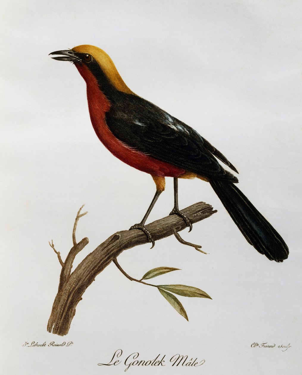 Samiec gonolek pospolity (Laniarius barbarus), rycina z historii naturalnej ptaków afrykańskich autorstwa Francois Le Vaillant