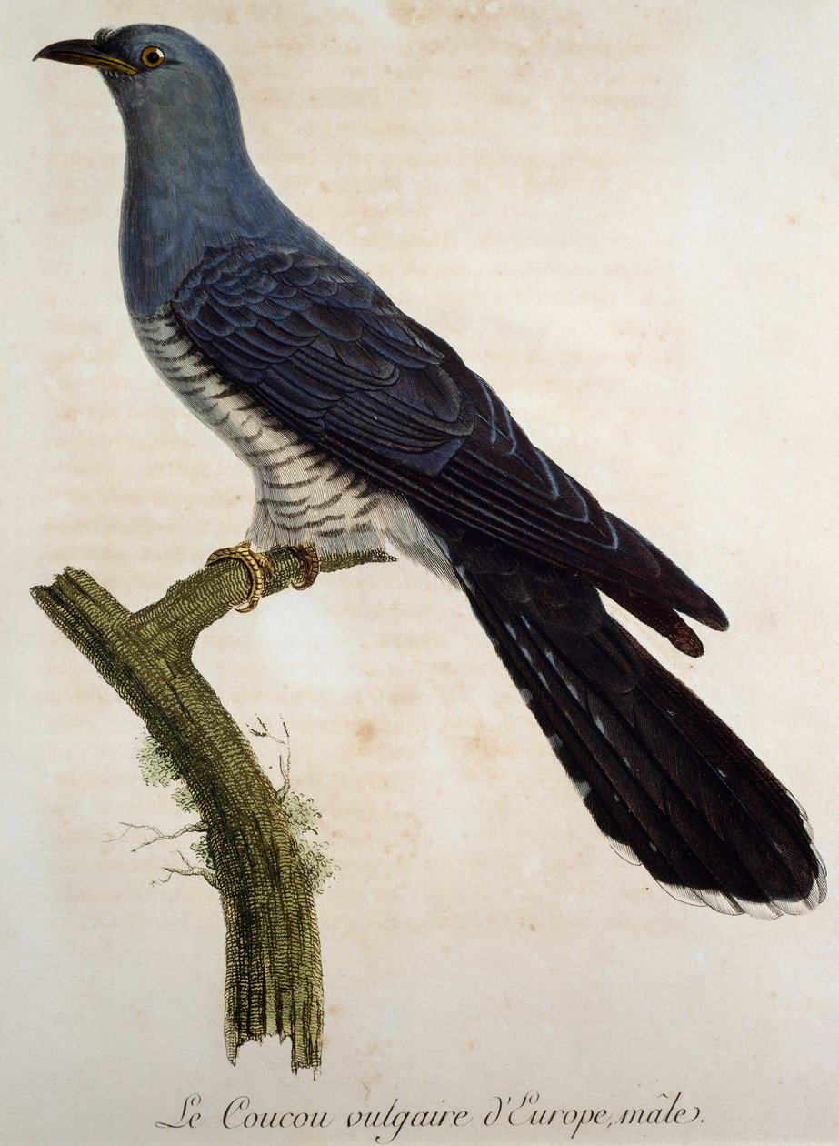 Samiec kukułki zwyczajnej (Cuculus canorus), rycina z Histoire Naturelle des Oiseaux d
