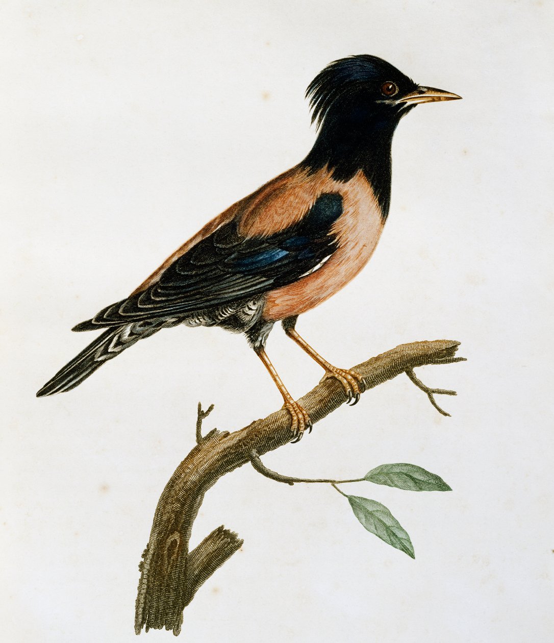 Samiec Rosy Starling (Sturnus roseus), grawerowanie z Histoire Naturelle des Oiseaux d