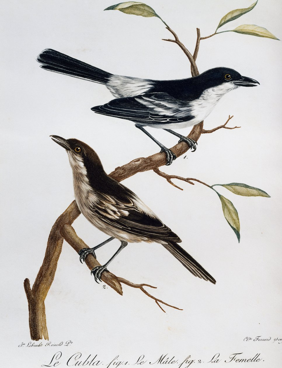 Samiec i samica Puffbacka czarnogrzbietego (Dryoscopus cubla), grawerowanie z Histoire Naturelle des Oiseaux d