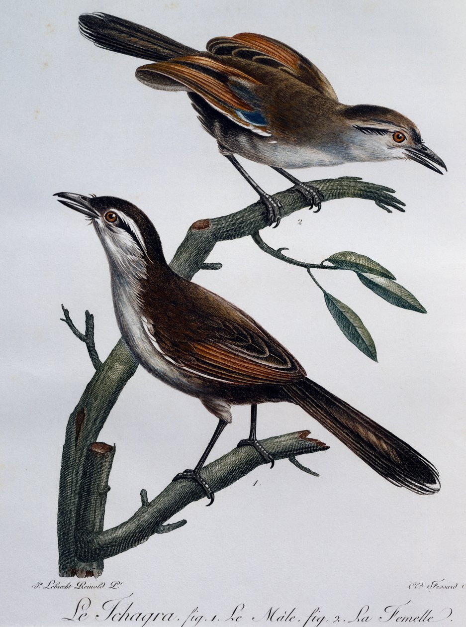 Samiec i samica Tchagry czarno-koronowanej (Tchagra senegalus), grawerowanie z Histoire Naturelle des Oiseaux d